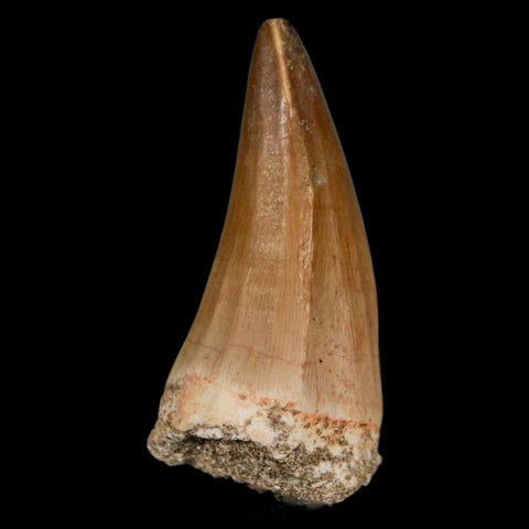 XL 2" Mosasaur Hoffmanni Fossil Tooth Cretaceous Dinosaur Era COA & Stand - Fossil Age Minerals