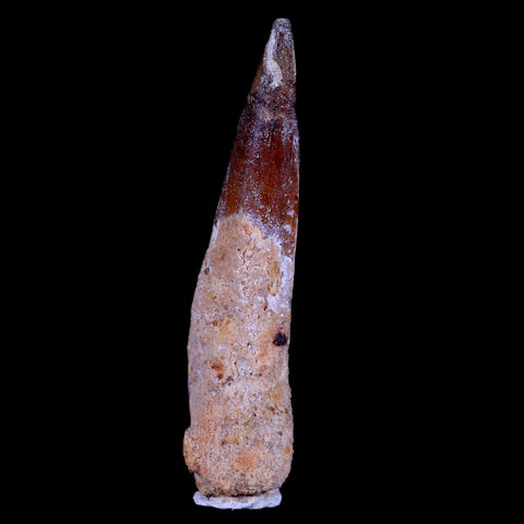 XL 3.3" Spinosaurus Fossil Tooth 100 Mil Yrs Old Cretaceous Dinosaur COA & Stand - Fossil Age Minerals