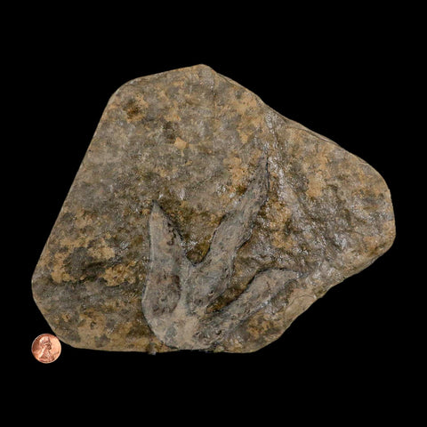 5.3" Grallator Variabilis Dinosaurs Tracks Foot Prints Jurassic Age France COA, Stand