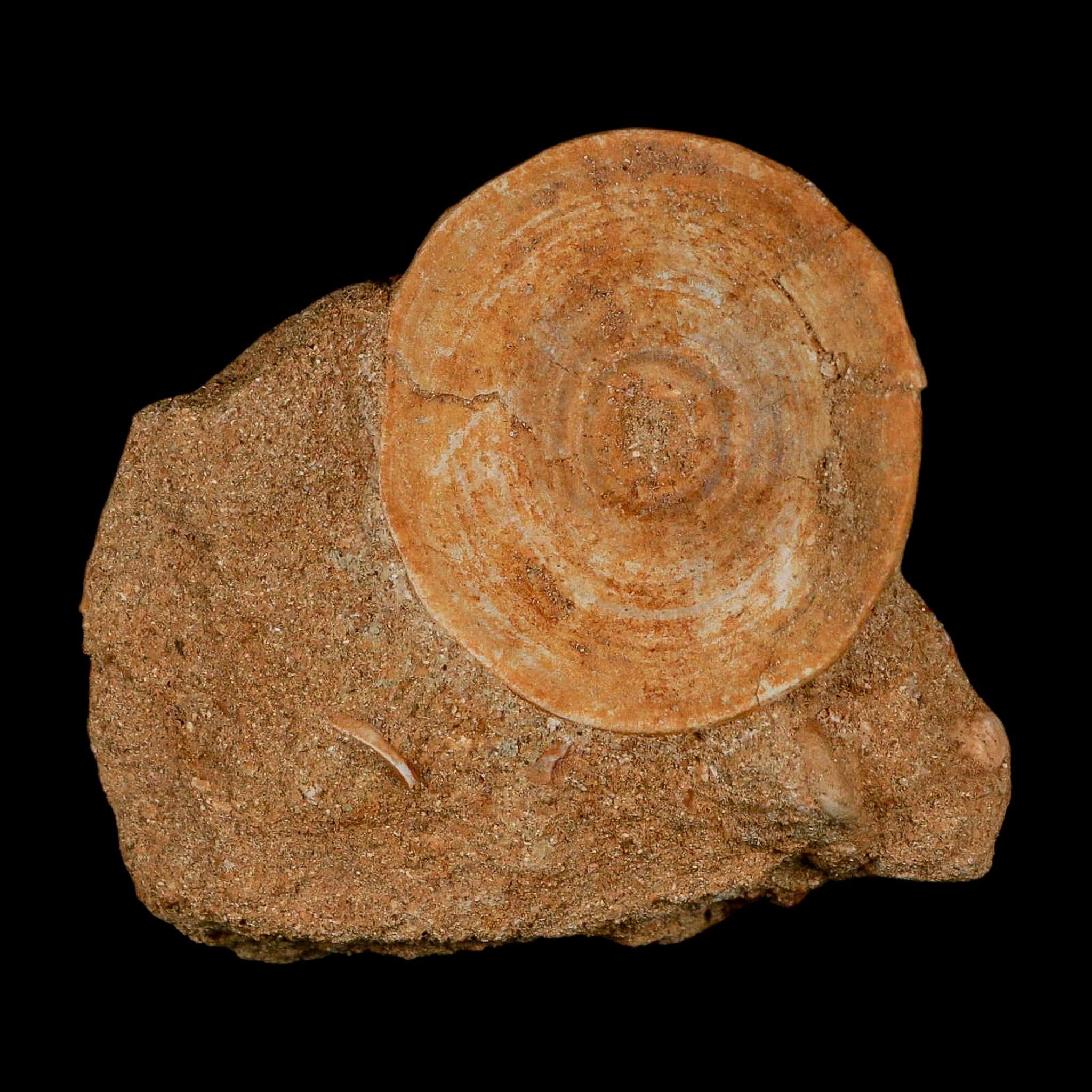 49MM Otodus Obliquus Shark Vertebrae Fossil Bone In Matrix Morocco COA - Fossil Age Minerals