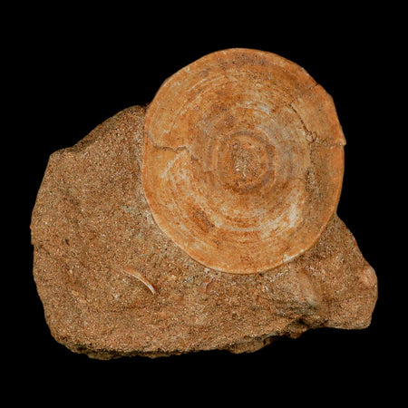 49MM Otodus Obliquus Shark Vertebrae Fossil Bone In Matrix Morocco COA