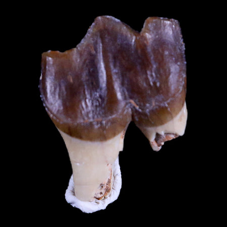0.7" Running Rhino Hyracodon Nebrascensis Fossil Tooth South Dakota Badlands COA