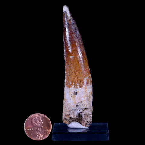 XL 3.3" Spinosaurus Fossil Tooth 100 Mil Yrs Old Cretaceous Dinosaur COA & Stand - Fossil Age Minerals