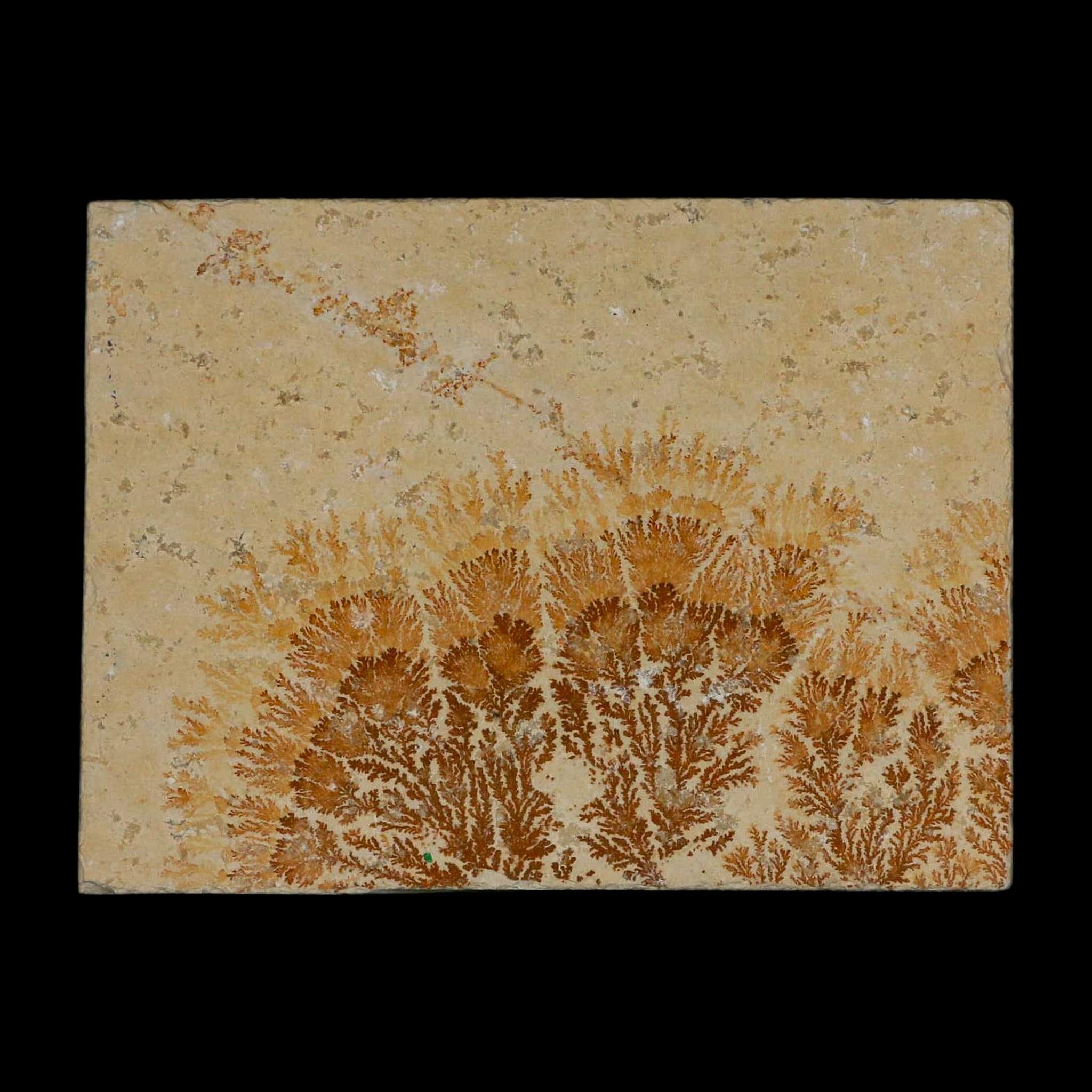 3.1" Pyrolusite Dendritic Limestone Solnhofen Upper Jurassic Age West Germany - Fossil Age Minerals