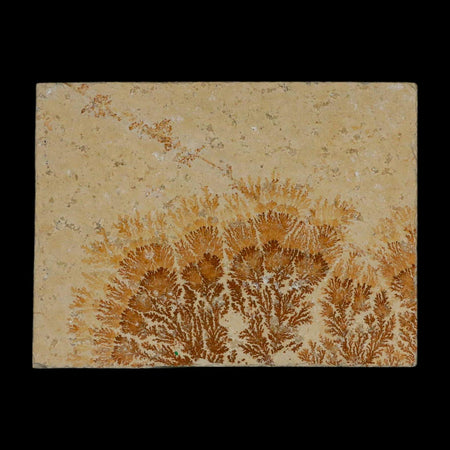 3.1" Pyrolusite Dendritic Limestone Solnhofen Upper Jurassic Age West Germany