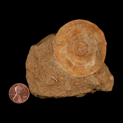 49MM Otodus Obliquus Shark Vertebrae Fossil Bone In Matrix Morocco COA - Fossil Age Minerals