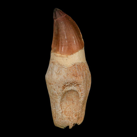 XL 4.7" Mosasaur Prognathodon Fossil Tooth Rooted Cretaceous Dinosaur Era COA