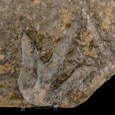 5.3" Grallator Variabilis Dinosaurs Tracks Foot Prints Jurassic Age France COA, Stand