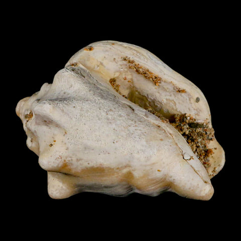 3" Strombus Bubonius Fossil Shell Gastropod Pliocene Age Almeria, Spain - Fossil Age Minerals