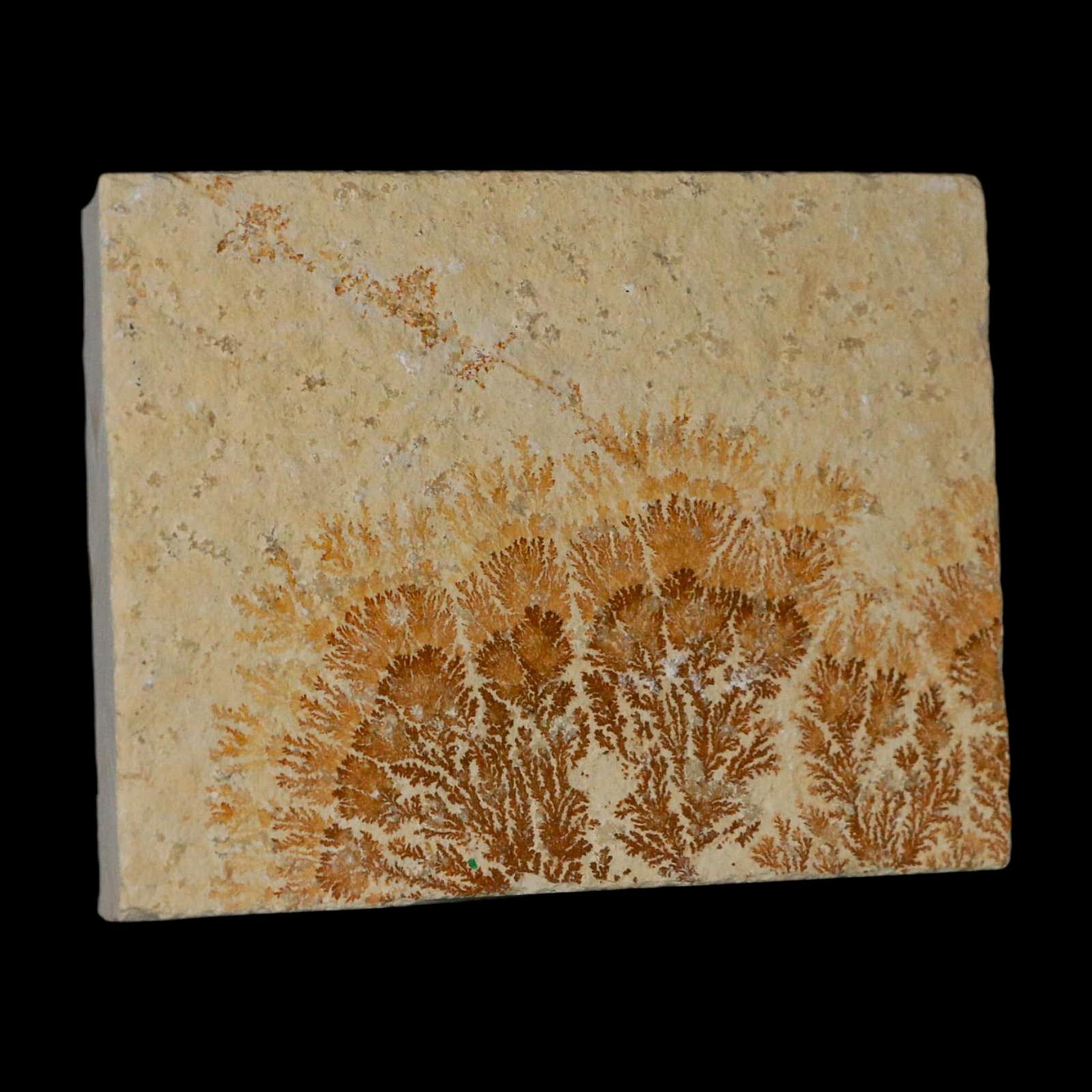 3.1" Pyrolusite Dendritic Limestone Solnhofen Upper Jurassic Age West Germany - Fossil Age Minerals