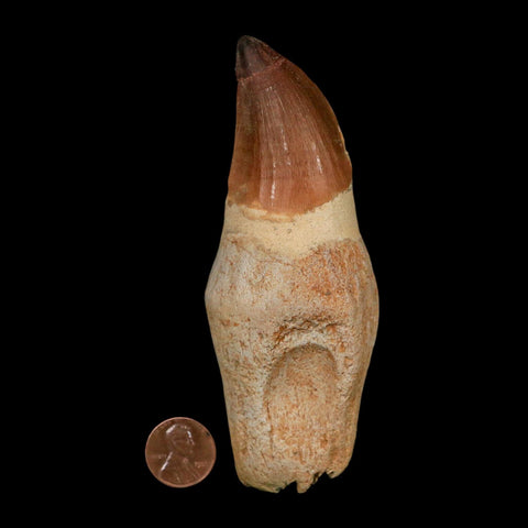 XL 4.7" Mosasaur Prognathodon Fossil Tooth Rooted Cretaceous Dinosaur Era COA