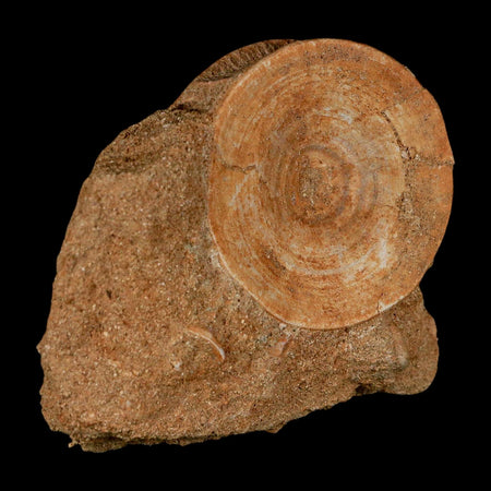 49MM Otodus Obliquus Shark Vertebrae Fossil Bone In Matrix Morocco COA