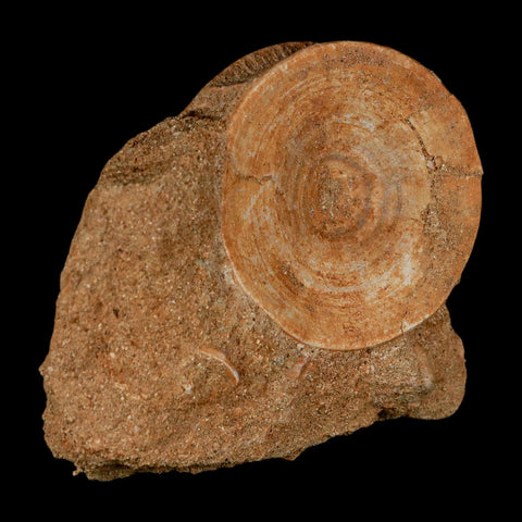 49MM Otodus Obliquus Shark Vertebrae Fossil Bone In Matrix Morocco COA - Fossil Age Minerals