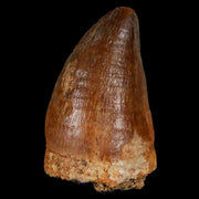 1.7" Mosasaur Prognathodon Fossil Tooth Cretaceous Dinosaur Era COA & Stand