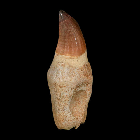 XL 4.7" Mosasaur Prognathodon Fossil Tooth Rooted Cretaceous Dinosaur Era COA