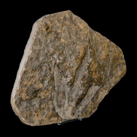 5.3" Grallator Variabilis Dinosaurs Tracks Foot Prints Jurassic Age France COA, Stand