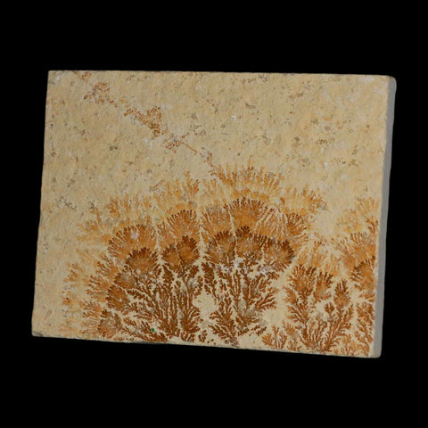 3.1" Pyrolusite Dendritic Limestone Solnhofen Upper Jurassic Age West Germany - Fossil Age Minerals