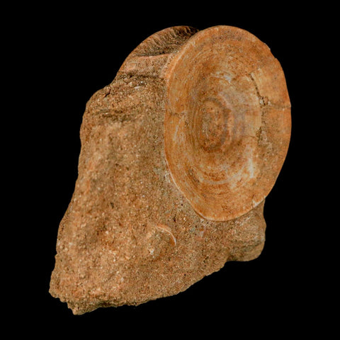 49MM Otodus Obliquus Shark Vertebrae Fossil Bone In Matrix Morocco COA - Fossil Age Minerals