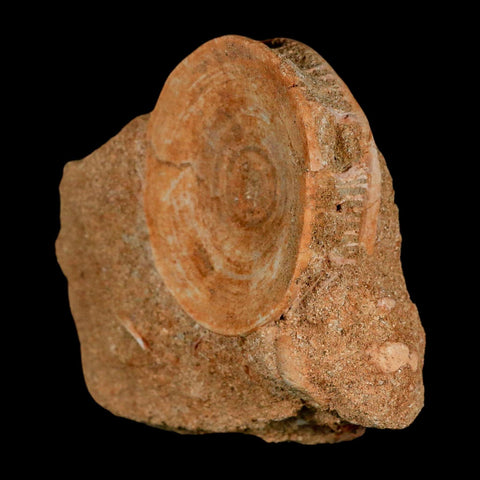 49MM Otodus Obliquus Shark Vertebrae Fossil Bone In Matrix Morocco COA - Fossil Age Minerals