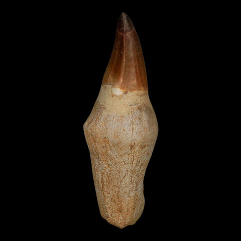 XL 4.7" Mosasaur Prognathodon Fossil Tooth Rooted Cretaceous Dinosaur Era COA