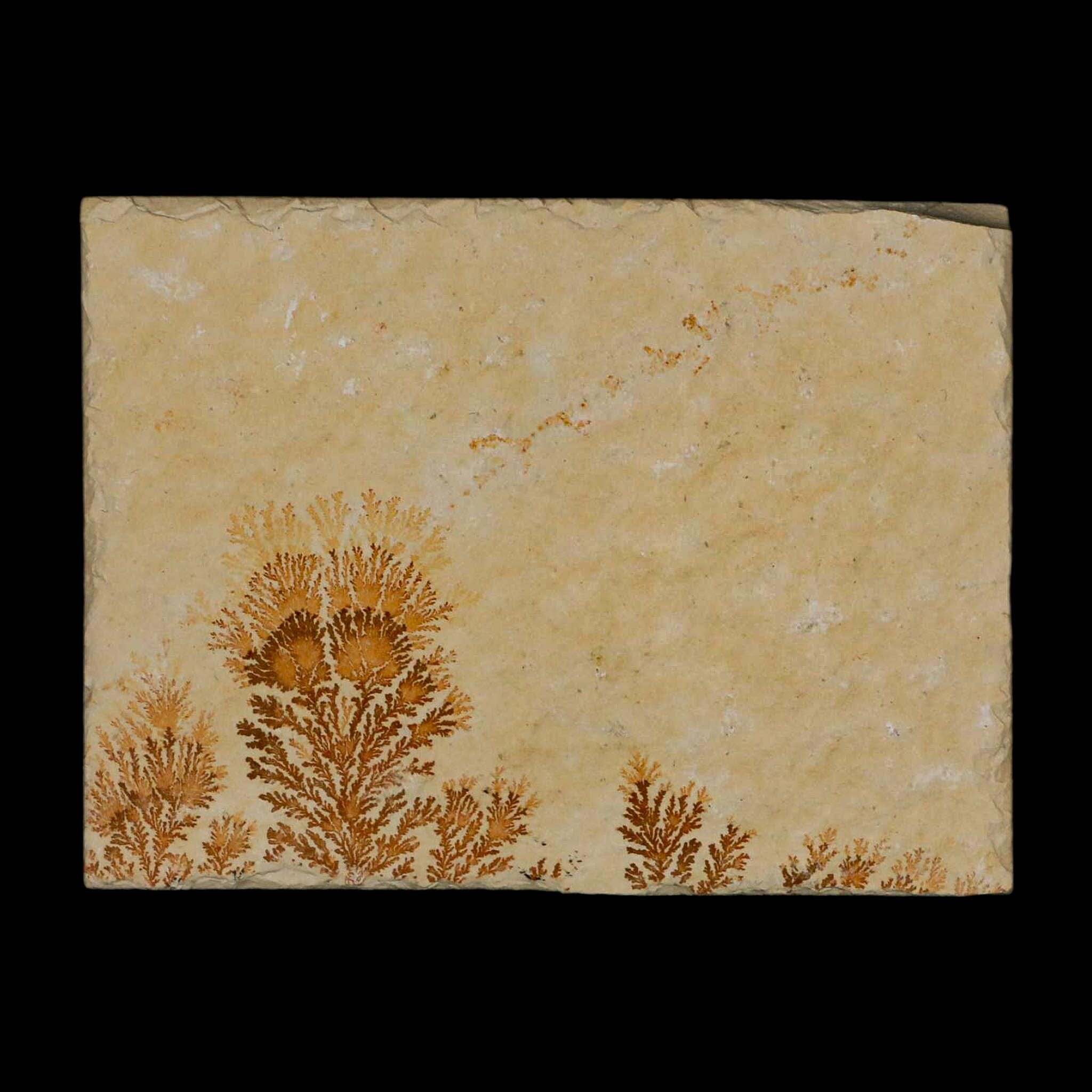 3.1" Pyrolusite Dendritic Limestone Solnhofen Upper Jurassic Age West Germany - Fossil Age Minerals