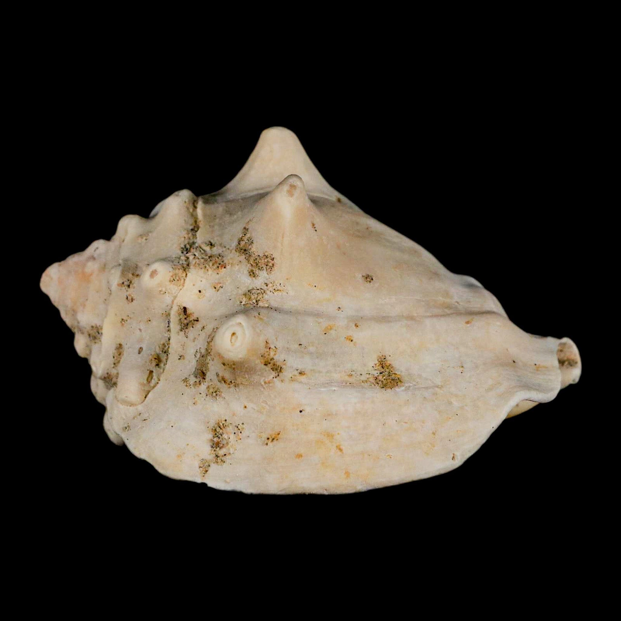 3.1" Strombus Bubonius Fossil Shell Gastropod Pliocene Age Almeria, Spain - Fossil Age Minerals
