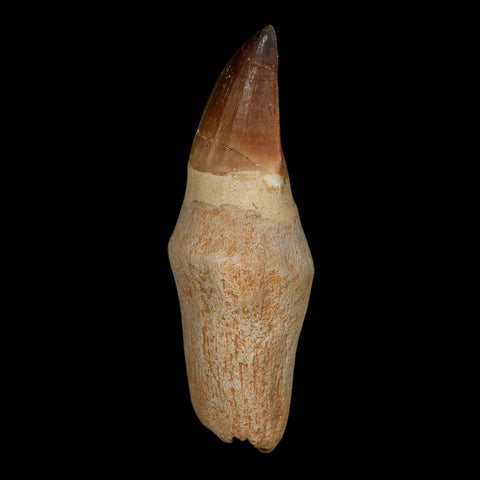 XL 4.7" Mosasaur Prognathodon Fossil Tooth Rooted Cretaceous Dinosaur Era COA