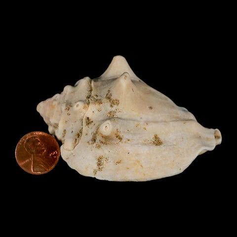 3.1" Strombus Bubonius Fossil Shell Gastropod Pliocene Age Almeria, Spain - Fossil Age Minerals