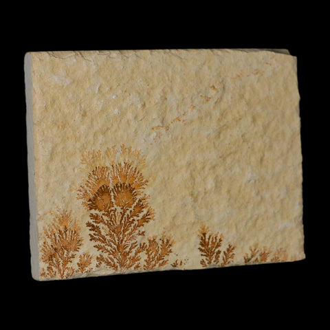 3.1" Pyrolusite Dendritic Limestone Solnhofen Upper Jurassic Age West Germany - Fossil Age Minerals