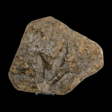 5.3" Grallator Variabilis Dinosaurs Tracks Foot Prints Jurassic Age France COA, Stand