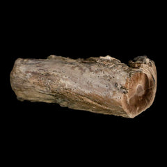 Petrified Wood Collection