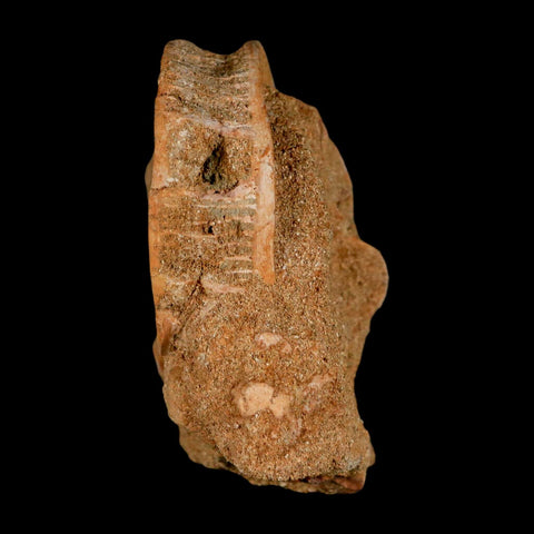 49MM Otodus Obliquus Shark Vertebrae Fossil Bone In Matrix Morocco COA - Fossil Age Minerals