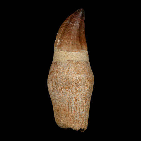 XL 4.7" Mosasaur Prognathodon Fossil Tooth Rooted Cretaceous Dinosaur Era COA