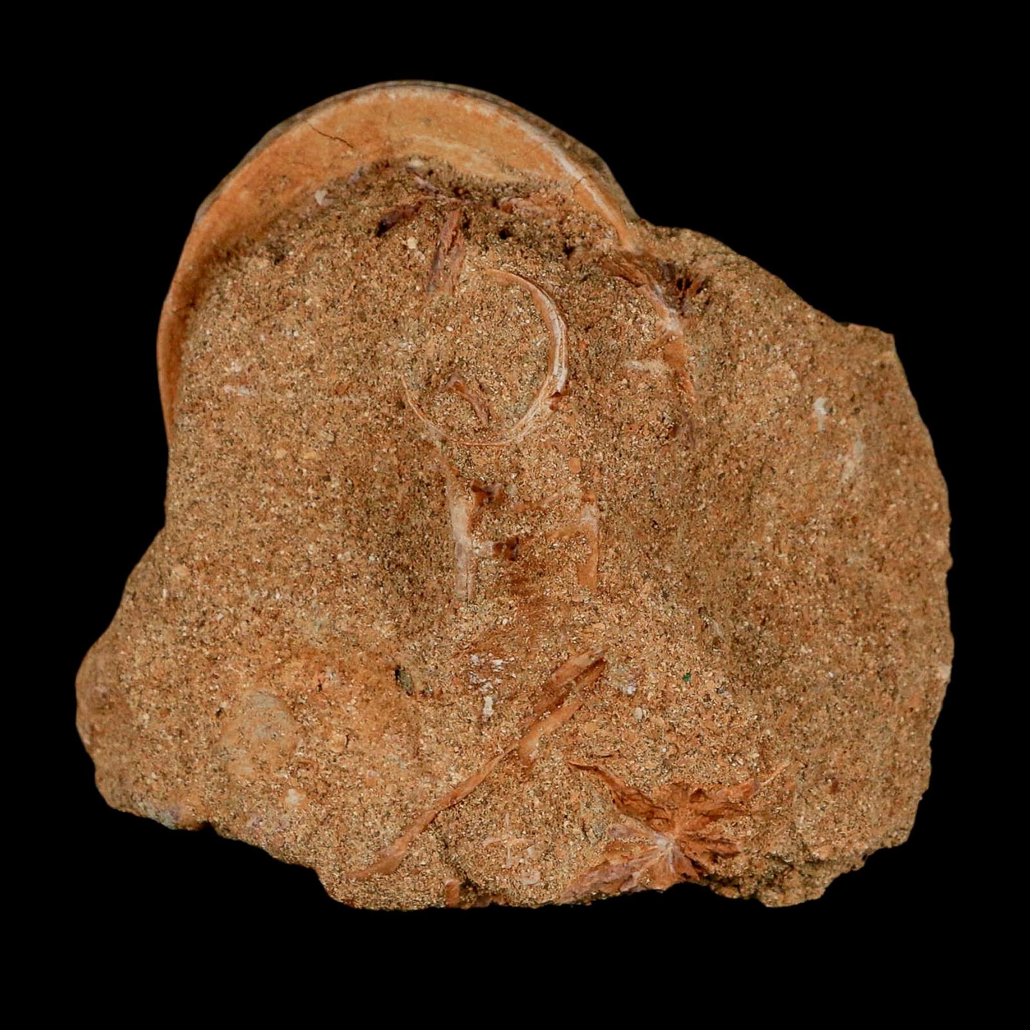 49MM Otodus Obliquus Shark Vertebrae Fossil Bone In Matrix Morocco COA - Fossil Age Minerals