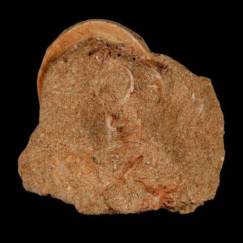 49MM Otodus Obliquus Shark Vertebrae Fossil Bone In Matrix Morocco COA - Fossil Age Minerals