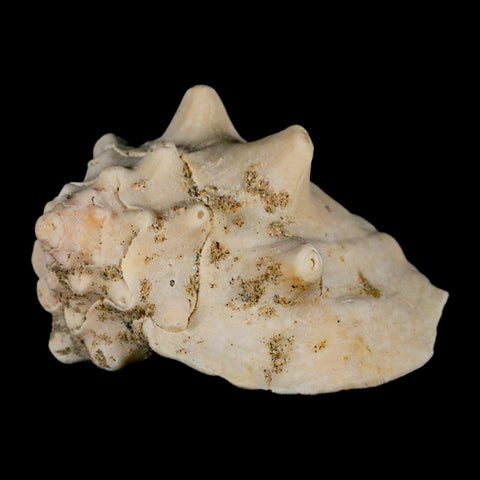 3.1" Strombus Bubonius Fossil Shell Gastropod Pliocene Age Almeria, Spain - Fossil Age Minerals