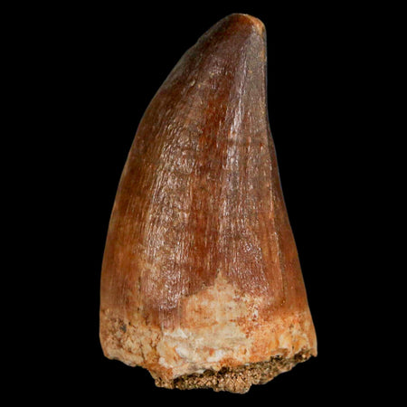 1.7" Mosasaur Prognathodon Fossil Tooth Cretaceous Dinosaur Era COA & Stand