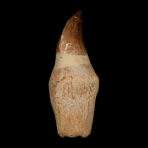 XL 4.7" Mosasaur Prognathodon Fossil Tooth Rooted Cretaceous Dinosaur Era COA