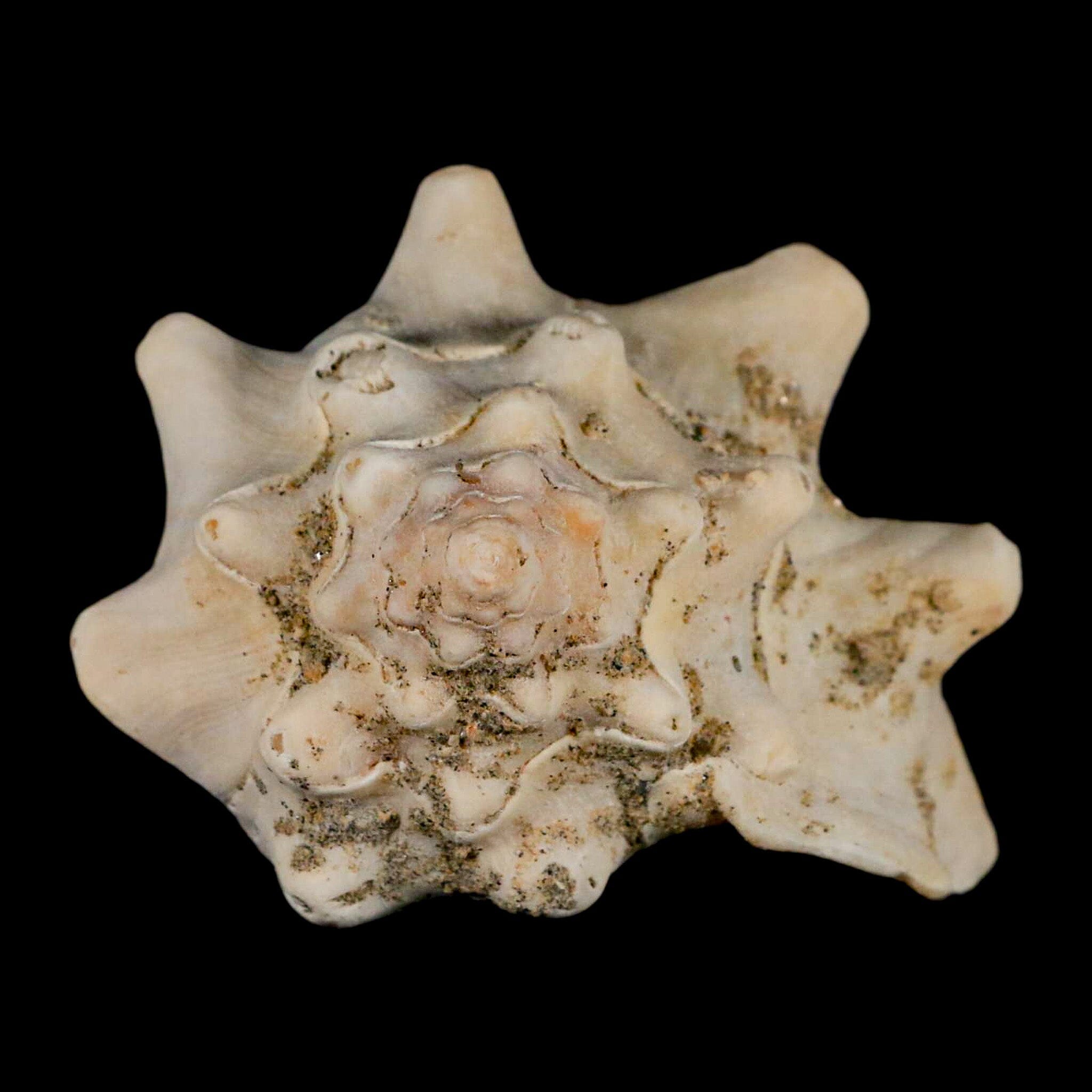 3.1" Strombus Bubonius Fossil Shell Gastropod Pliocene Age Almeria, Spain - Fossil Age Minerals