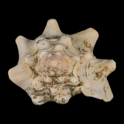 3.1" Strombus Bubonius Fossil Shell Gastropod Pliocene Age Almeria, Spain - Fossil Age Minerals