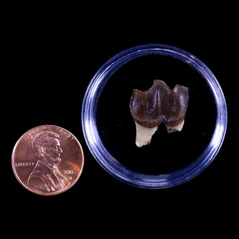 0.7" Running Rhino Hyracodon Nebrascensis Fossil Tooth South Dakota Badlands COA - Fossil Age Minerals