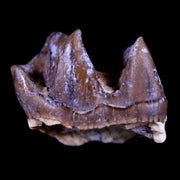 0.9" Running Rhino Hyracodon Nebrascensis Fossil Tooth South Dakota Badlands COA