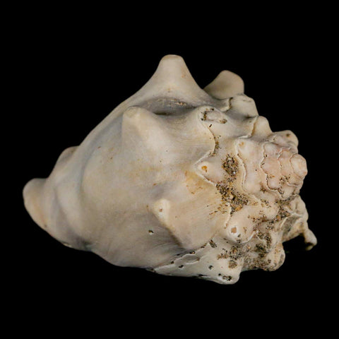 3.1" Strombus Bubonius Fossil Shell Gastropod Pliocene Age Almeria, Spain - Fossil Age Minerals