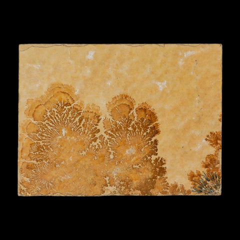 3.1" Pyrolusite Dendritic Limestone Solnhofen Upper Jurassic Age West Germany - Fossil Age Minerals