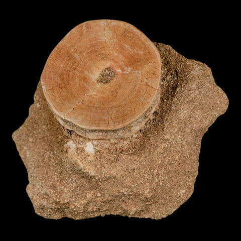 47MM Otodus Obliquus Shark Vertebrae Fossil Bone In Matrix Morocco COA - Fossil Age Minerals