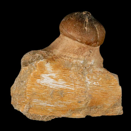 2.7" Globidens Mosasaur Fossil Tooth Jaw Section Cretaceous Dinosaur Era COA