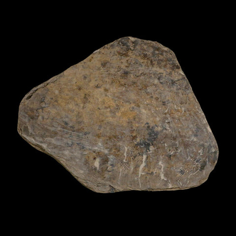 5.3" Grallator Variabilis Dinosaurs Tracks Foot Prints Jurassic Age France COA, Stand