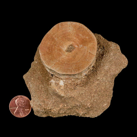 47MM Otodus Obliquus Shark Vertebrae Fossil Bone In Matrix Morocco COA - Fossil Age Minerals