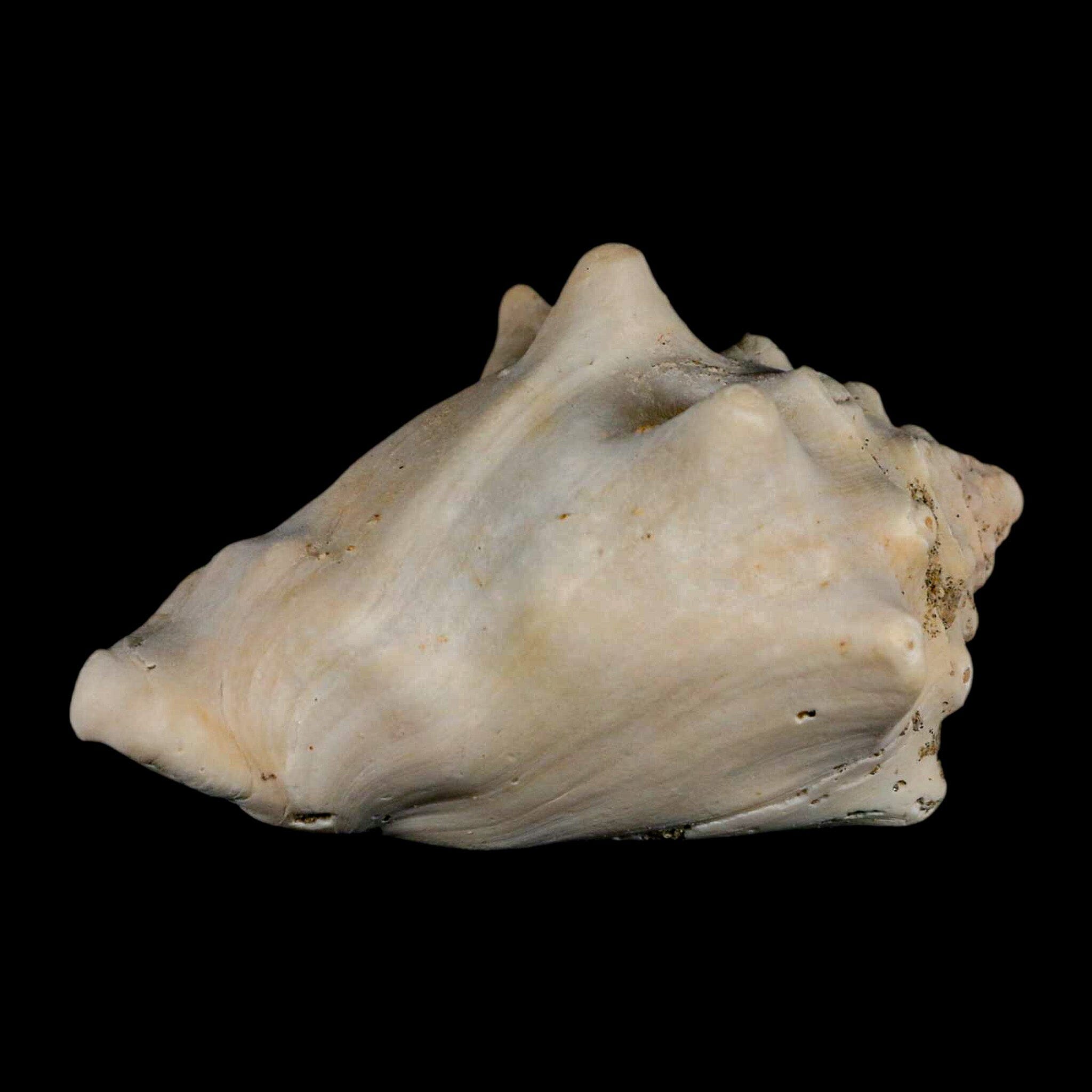 3.1" Strombus Bubonius Fossil Shell Gastropod Pliocene Age Almeria, Spain - Fossil Age Minerals