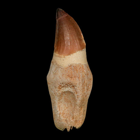 XL 4.7" Mosasaur Prognathodon Fossil Tooth Rooted Cretaceous Dinosaur Era COA